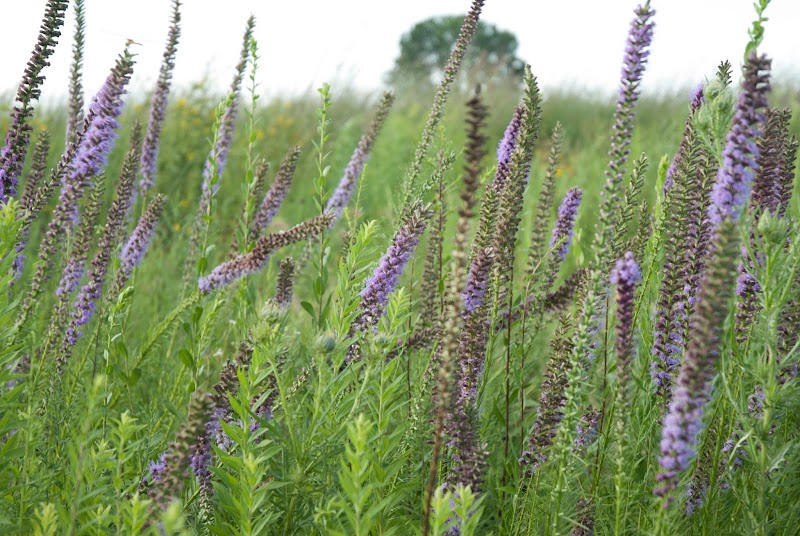 discovering-illinois-a-look-at-the-state-s-most-popular-plants